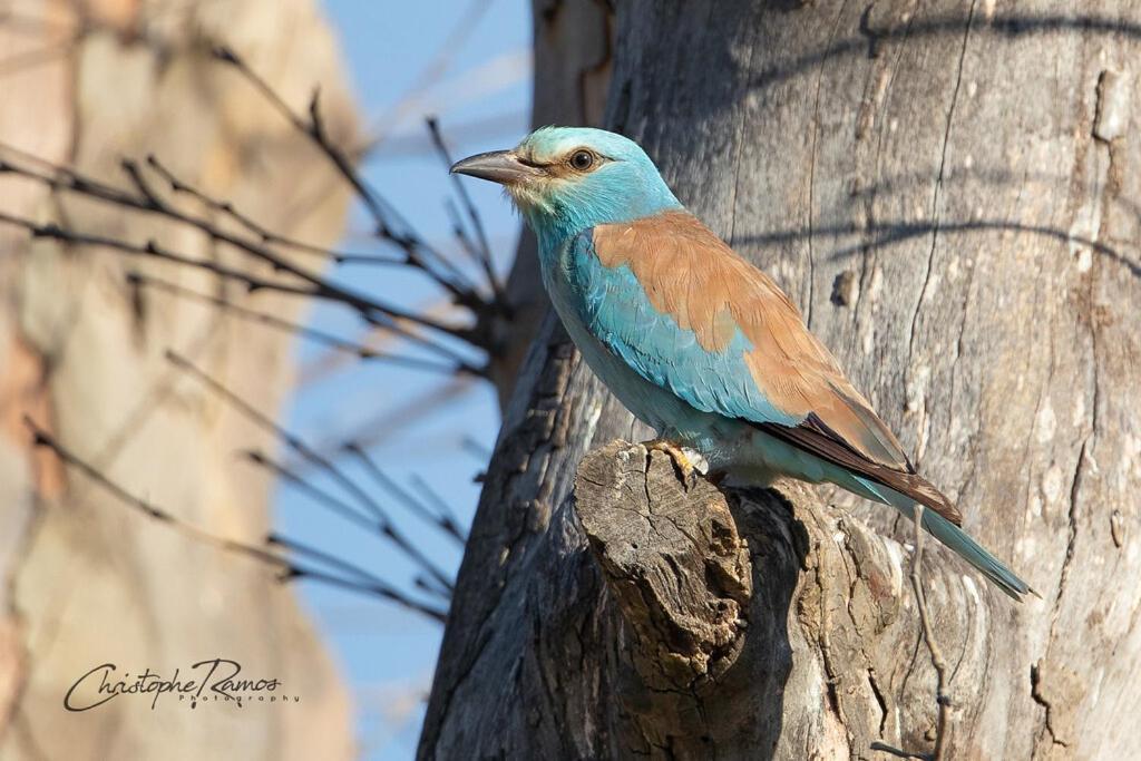 L'Oiseau Bleu Rollier Bed and Breakfast Roubia Εξωτερικό φωτογραφία